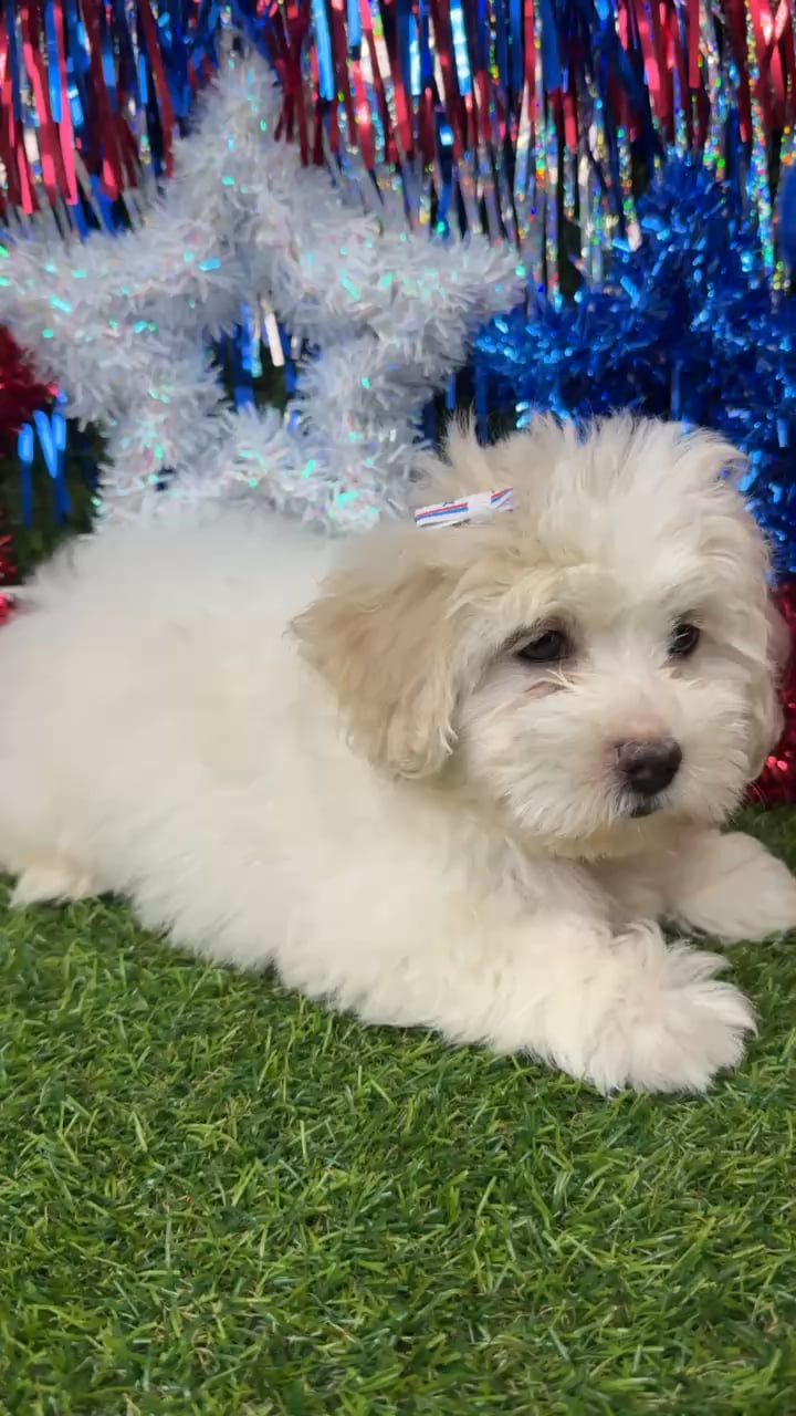 Female Shipoo puppy named Smooches for sale at Puppy Dreams - Arlington. video thumbnail