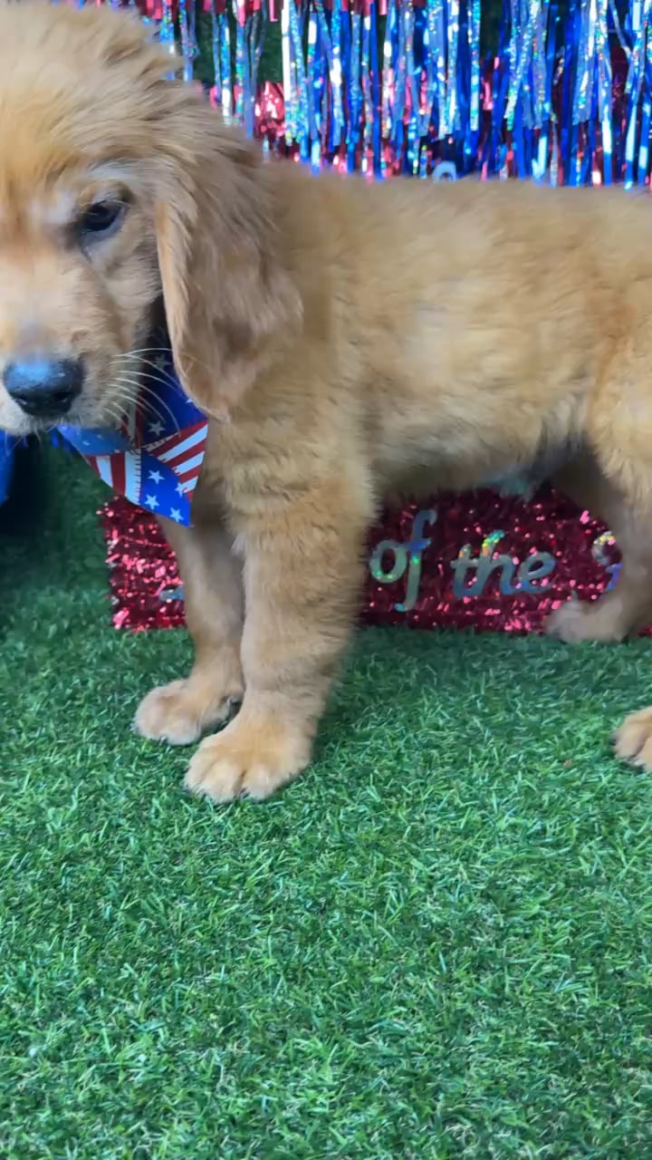Male Golden Retriever puppy named Wooly for sale at Puppy Dreams - Arlington. video thumbnail