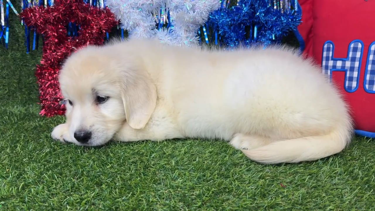 Male Golden Retriever puppy named Pup Tart for sale at Puppy Dreams - Arlington. video thumbnail