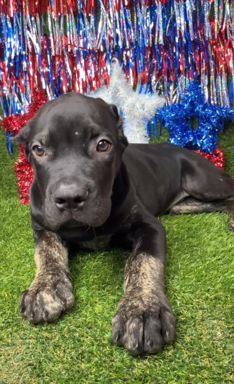 Male Cane Corso puppy named Zeuz for sale at Puppy Dreams - Arlington. video thumbnail