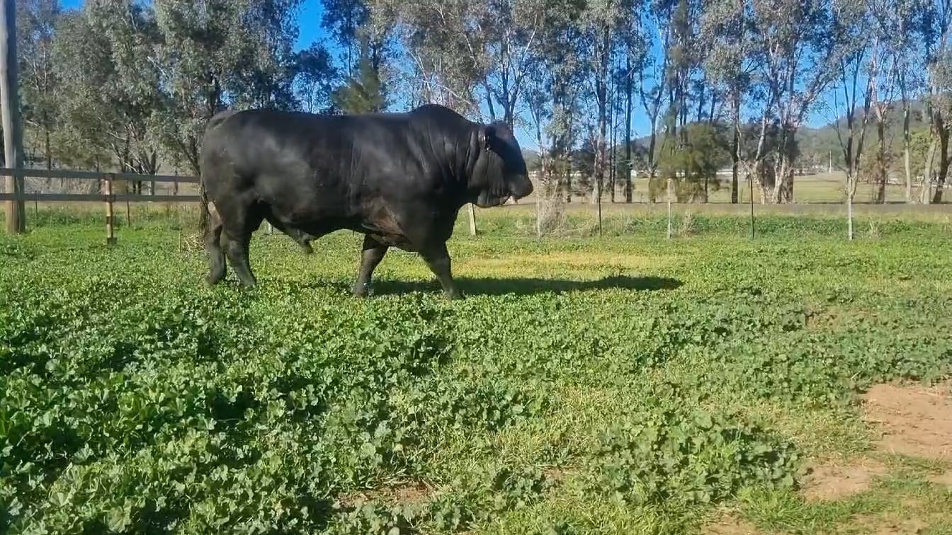 Lot 9 · GUNNADOO PARK 2896 (Gunnadoo Park Brangus)