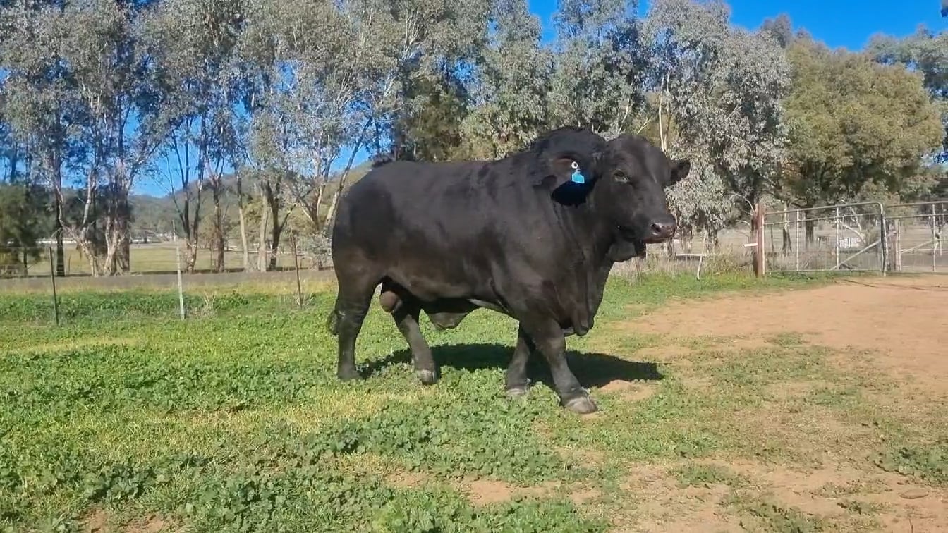 Lot 7 · GUNNADOO PARK 2861 (Gunnadoo Park Brangus)