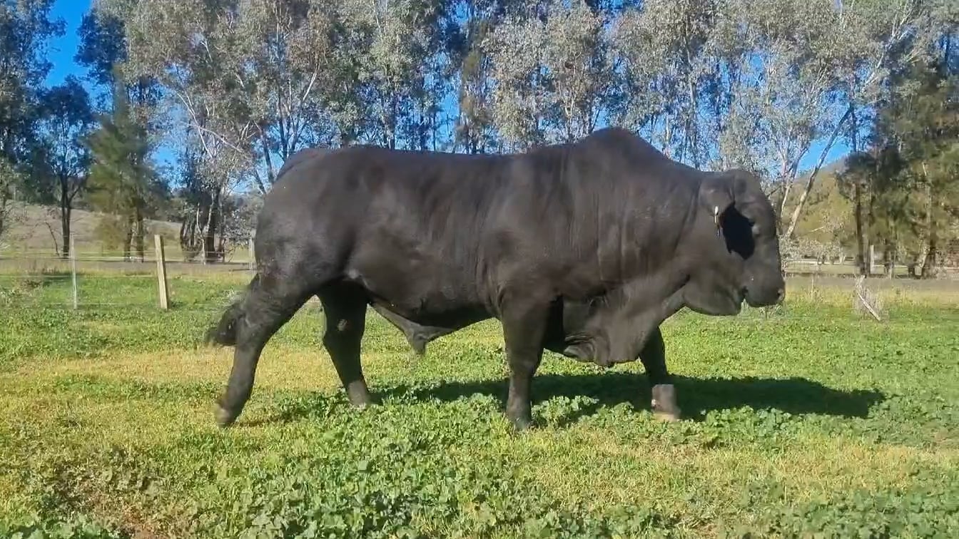 Lot 8 · GUNNADOO PARK 2877 (Gunnadoo Park Brangus)