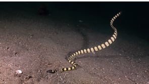 1085_Yellow sea snake digging in sand wide view