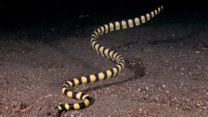 0189_Yellow sea snake searching for food digging in sand at night
