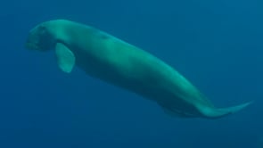 1781_Dugong swimming over coral reef
