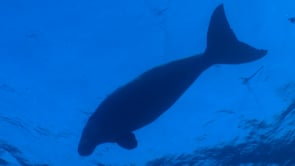 1780_Dugong silhouette swimming below ocean surface