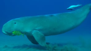 1779_Dugong walking and swimming over sand