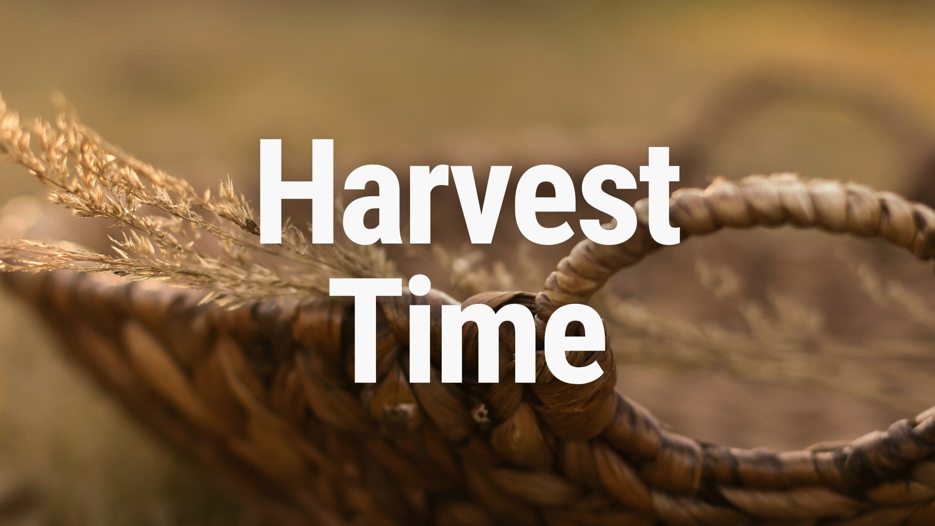Harvest Time - Part 1