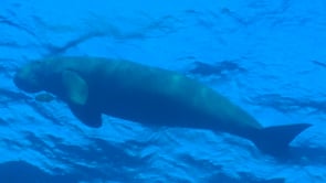 1778_Dugong swimming below surface