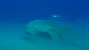 1777_dugong resting on sand with pilot fish