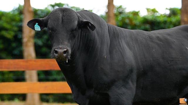 Lote 1003