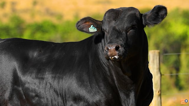 Lote 1002