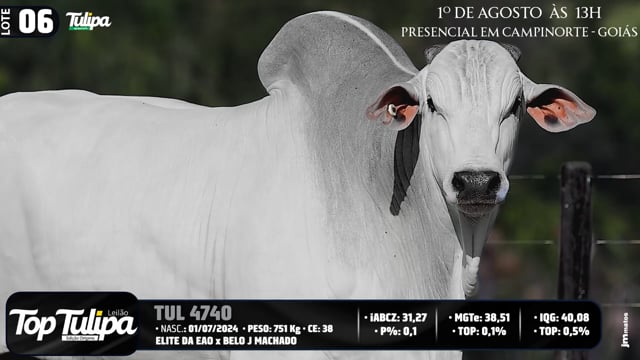 Lote 06