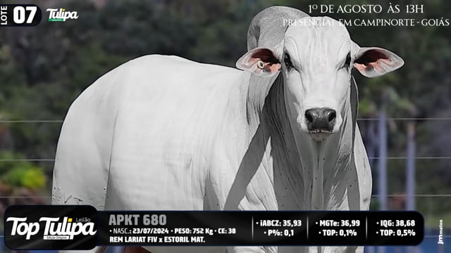 Lote 07