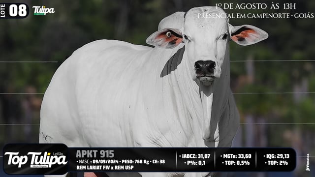 Lote 08