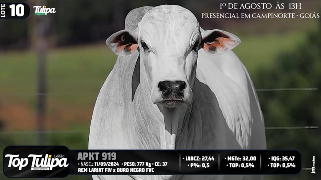 Lote 10