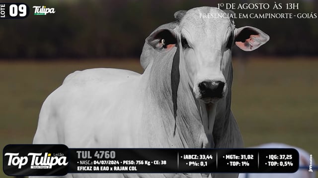 Lote 09