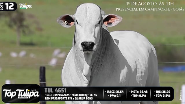 Lote 12