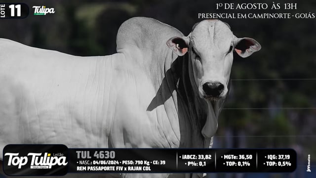 Lote 11