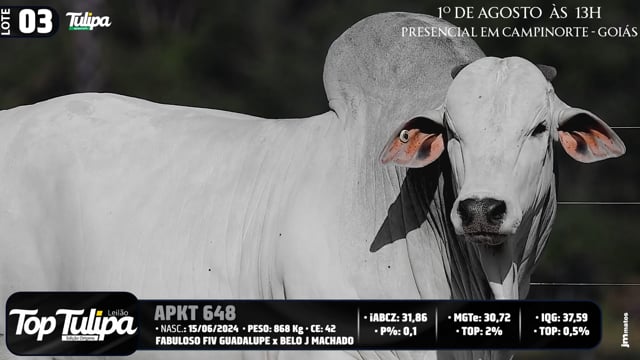 Lote 03