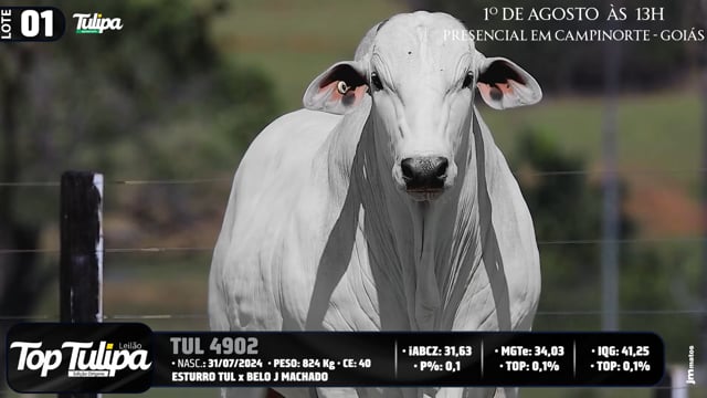Lote 01
