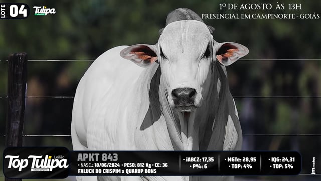 Lote 04