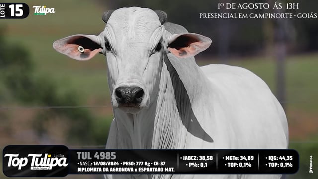 Lote 15