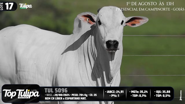 Lote 17