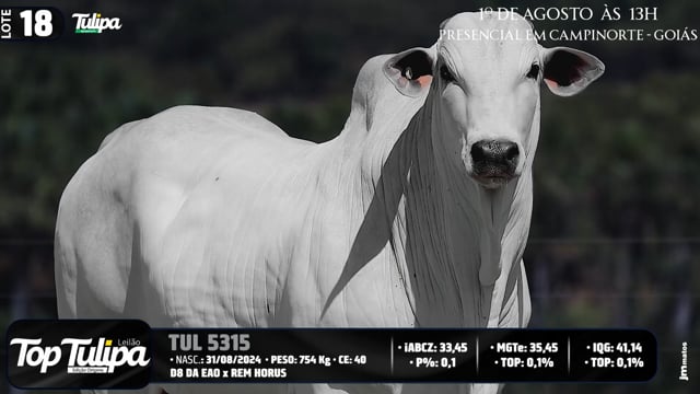 Lote 18