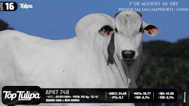 Lote 16