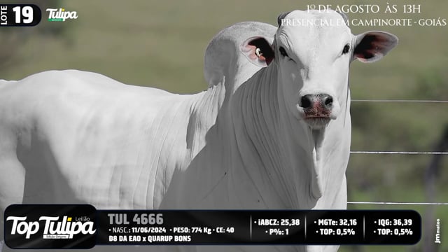 Lote 19