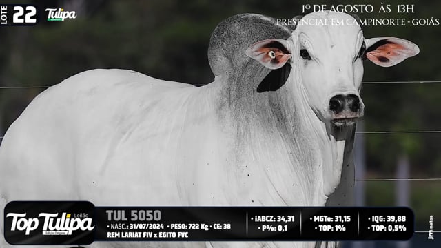 Lote 22