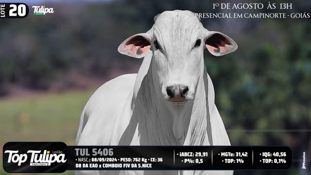 Lote 20