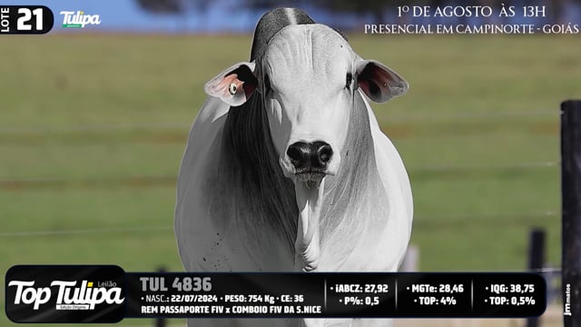 Lote 21