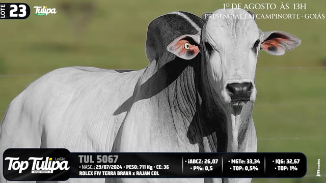 Lote 23