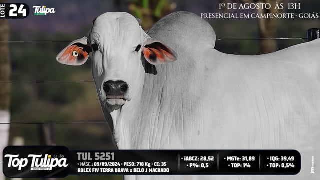 Lote 24