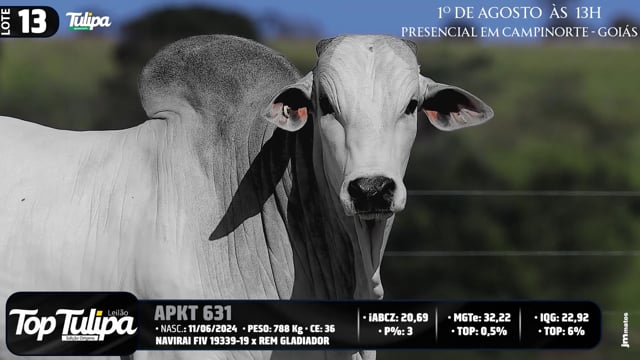 Lote 13