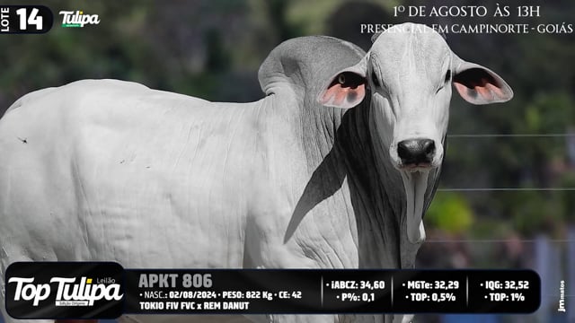 Lote 14