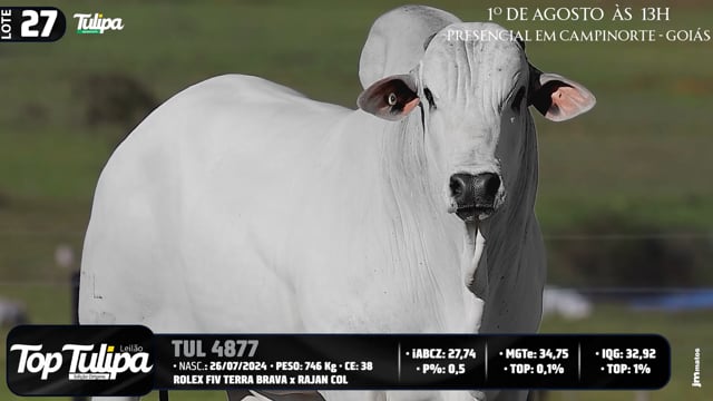 Lote 27