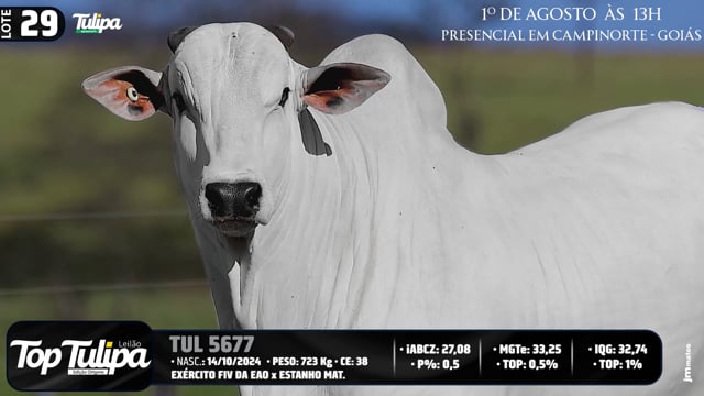 Lote 29