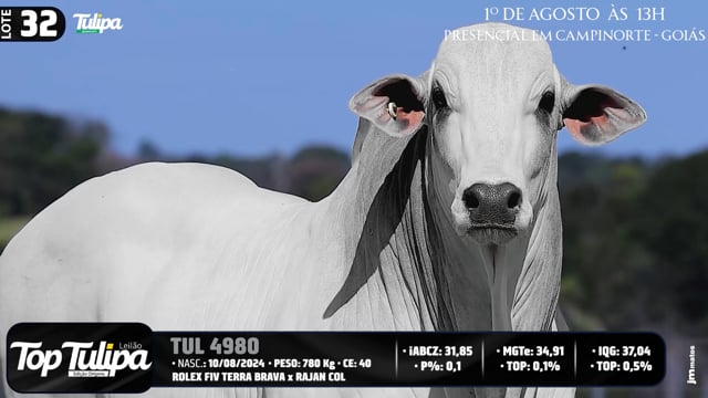 Lote 32