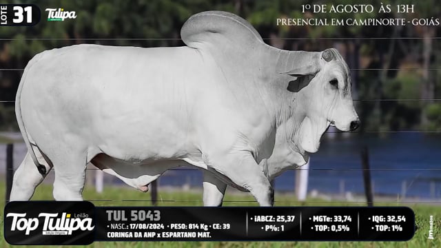 Lote 31