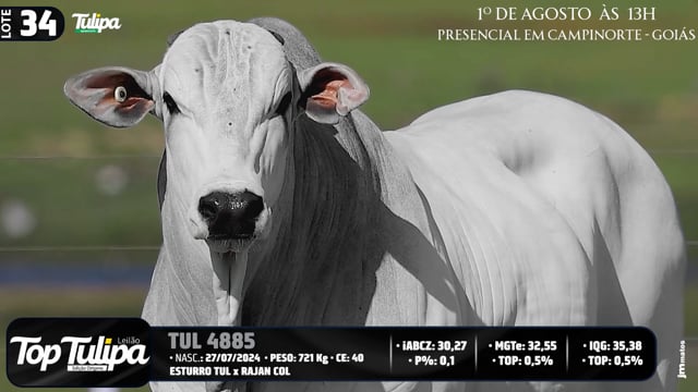 Lote 34