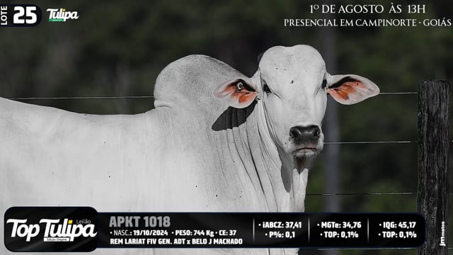 Lote 25