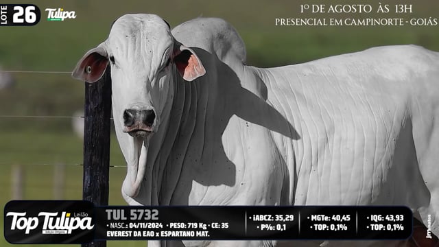 Lote 26