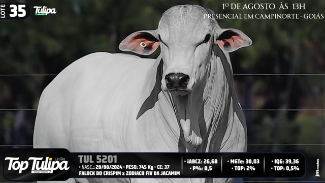 Lote 35