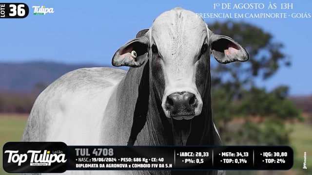 Lote 36