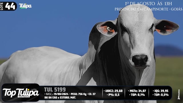 Lote 44