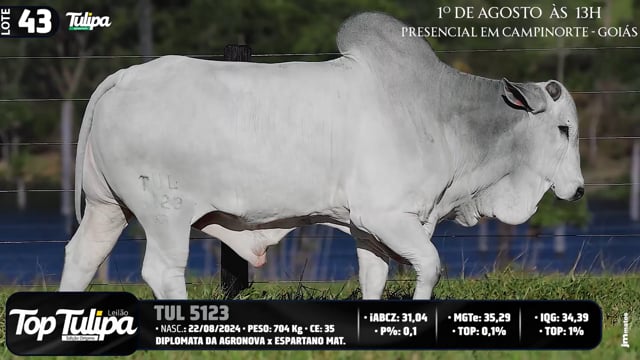 Lote 43
